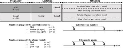 Exposure to Deoxynivalenol During Pregnancy and Lactation Enhances Food Allergy and Reduces Vaccine Responsiveness in the Offspring in a Mouse Model